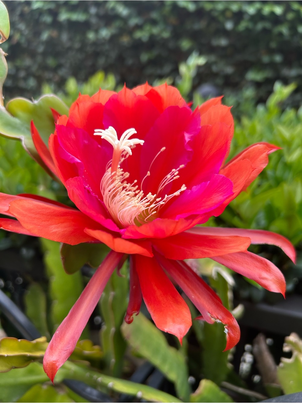 🔥Fuchsia/Orange Red Orchid Cactus Epiphyllum 2 Rooted Cuttings